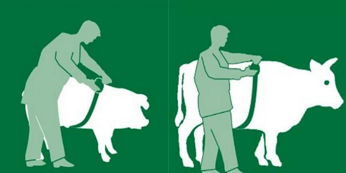 pesagem-bovina-fita-metrica pesagem de bovinos fita métrica