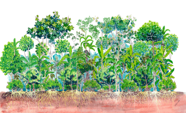 agrofloresta