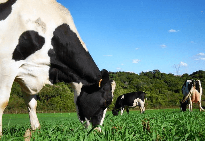 Doenças Metabólicas em Vacas Leiteiras - Vaca Holandesa.