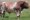 Shorthorn simental