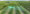 smart farming-1541047670 plantas daninhas