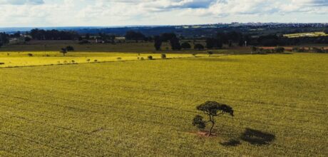 Como a Agricultura Focada em Sequestro de Carbono Pode Transformar o Futuro Sustentável