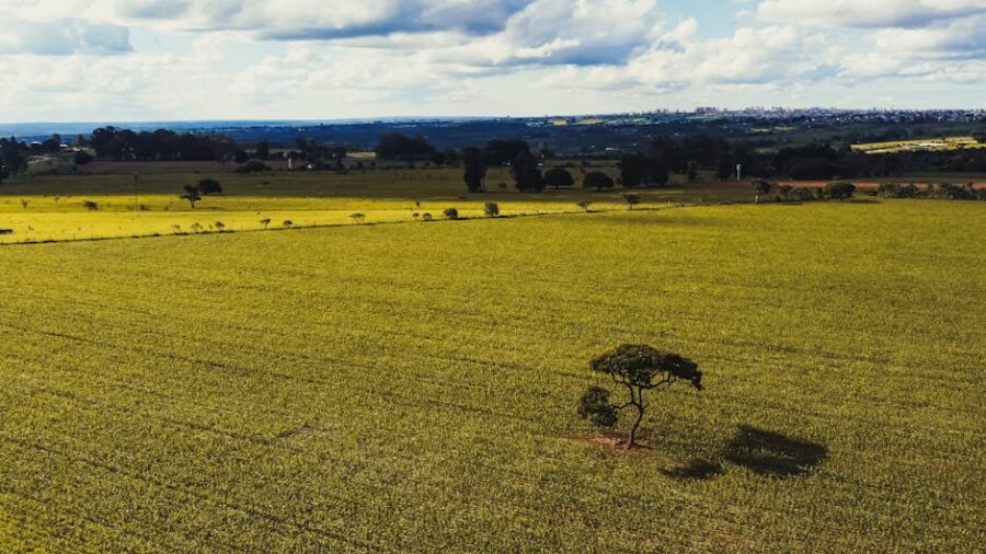 Como a Agricultura Focada em Sequestro de Carbono Pode Transformar o Futuro Sustentável