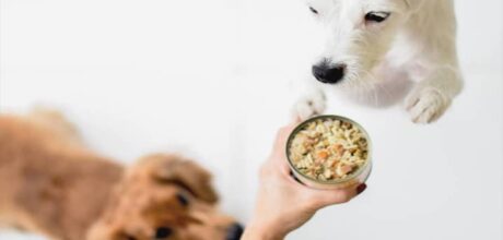 2026 Ranking: Best Free Pet Sample Brands