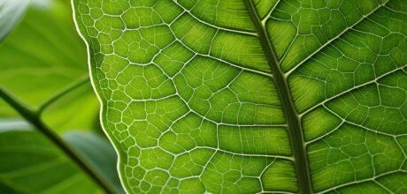 Fungos Benéficos no Biocontrole de Pragas